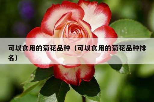 可以食用的菊花品种？可以食用的菊花品种排名_https://www.86362.com_资讯_第1张