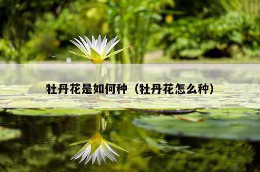 牡丹花是如何种？牡丹花怎么种_https://www.86362.com_资讯_第1张