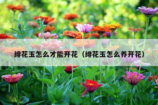 绯花玉怎么才能开花？绯花玉怎么养开花_https://www.86362.com_资讯_第1张