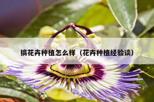 搞花卉种植怎么样？花卉种植经验谈_https://www.86362.com_资讯_第1张