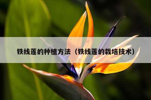 铁线莲的种植方法？铁线莲的栽培技术_https://www.86362.com_资讯_第1张