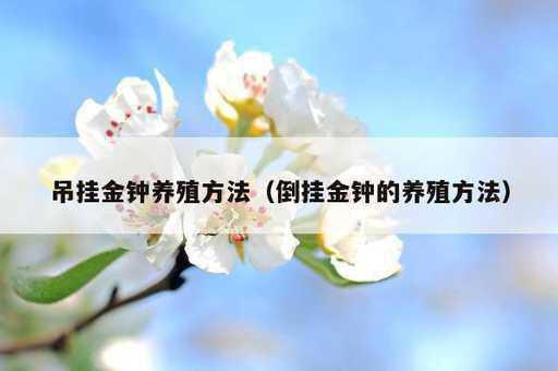 吊挂金钟养殖方法？倒挂金钟的养殖方法_https://www.86362.com_资讯_第1张