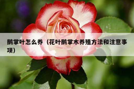 鹅掌叶怎么养？花叶鹅掌木养殖方法和注意事项_https://www.86362.com_资讯_第1张