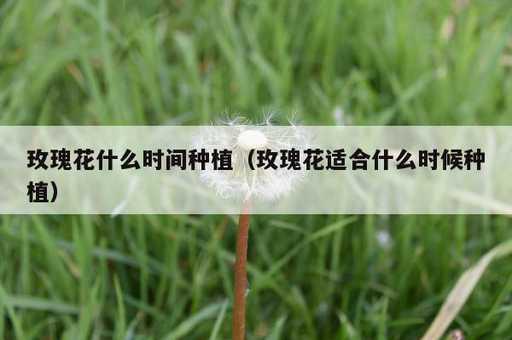 玫瑰花什么时间种植？玫瑰花适合什么时候种植