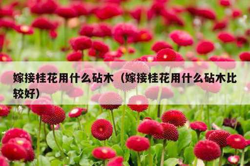 嫁接桂花用什么砧木？嫁接桂花用什么砧木比较好