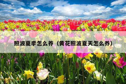 照波夏季怎么养？黄花照波夏天怎么养