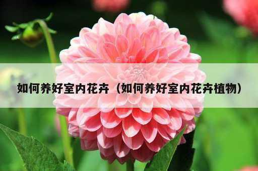 如何养好室内花卉？如何养好室内花卉植物_https://www.86362.com_资讯_第1张