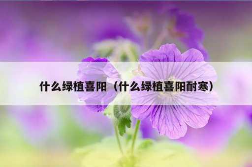 什么绿植喜阳？什么绿植喜阳耐寒_https://www.86362.com_资讯_第1张