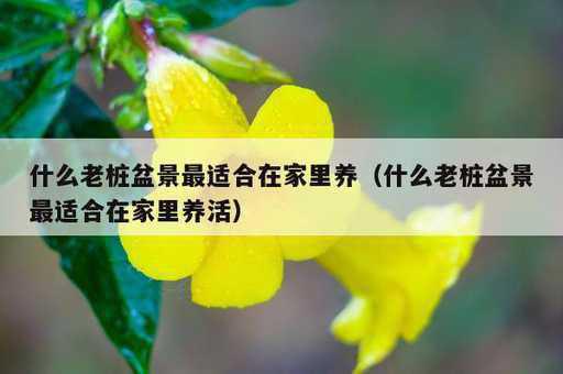 什么老桩盆景最适合在家里养？什么老桩盆景最适合在家里养活_https://www.86362.com_资讯_第1张