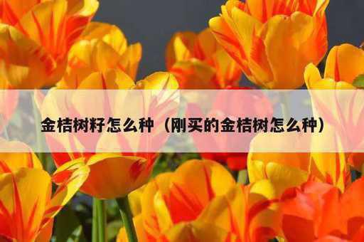 金桔树籽怎么种？刚买的金桔树怎么种_https://www.86362.com_资讯_第1张