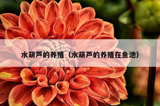 水葫芦的养殖？水葫芦的养殖在鱼池_https://www.86362.com_资讯_第1张