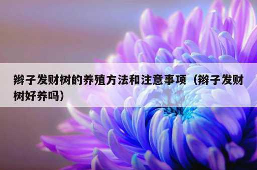 辫子发财树的养殖方法和注意事项？辫子发财树好养吗_https://www.86362.com_资讯_第1张