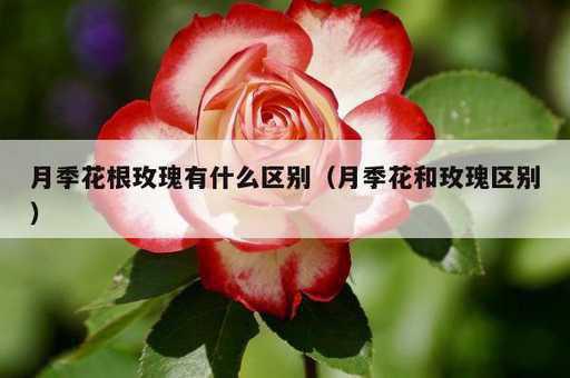 月季花根玫瑰有什么区别？月季花和玫瑰区别_https://www.86362.com_资讯_第1张