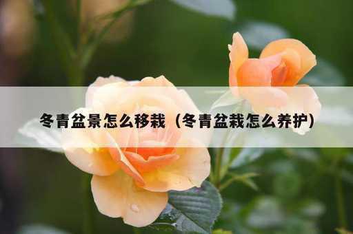 冬青盆景怎么移栽？冬青盆栽怎么养护_https://www.86362.com_资讯_第1张