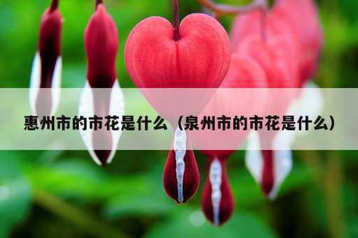 惠州市的市花是什么？泉州市的市花是什么_https://www.86362.com_资讯_第1张