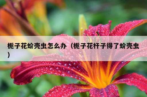 栀子花蚧壳虫怎么办？栀子花杆子得了蚧壳虫_https://www.86362.com_资讯_第1张