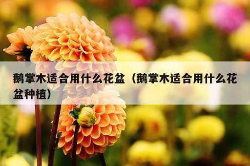 鹅掌木适合用什么花盆？鹅掌木适合用什么花盆种植_https://www.86362.com_资讯_第1张