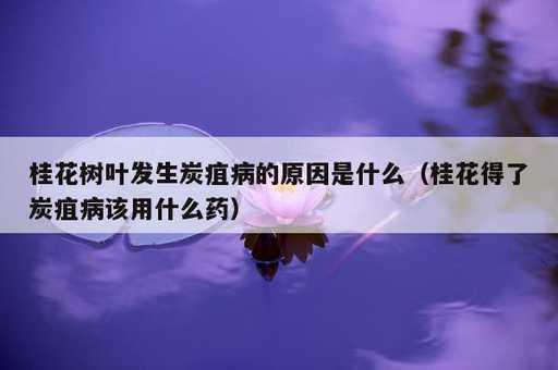 桂花树叶发生炭疽病的原因是什么？桂花得了炭疽病该用什么药