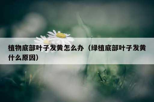 植物底部叶子发黄怎么办？绿植底部叶子发黄什么原因_https://www.86362.com_资讯_第1张