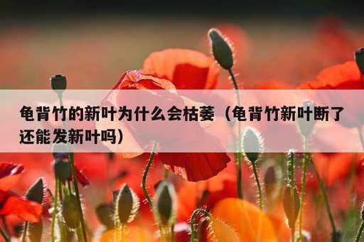 龟背竹的新叶为什么会枯萎？龟背竹新叶断了还能发新叶吗_https://www.86362.com_资讯_第1张