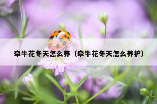 牵牛花冬天怎么养？牵牛花冬天怎么养护_https://www.86362.com_资讯_第1张