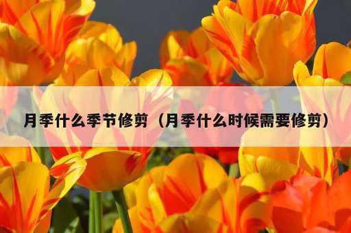 月季什么季节修剪？月季什么时候需要修剪_https://www.86362.com_资讯_第1张