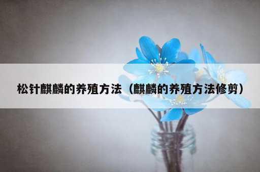 松针麒麟的养殖方法？麒麟的养殖方法修剪_https://www.86362.com_资讯_第1张