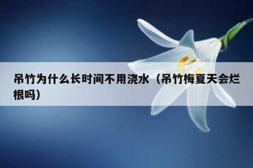 吊竹为什么长时间不用浇水？吊竹梅夏天会烂根吗_https://www.86362.com_资讯_第1张