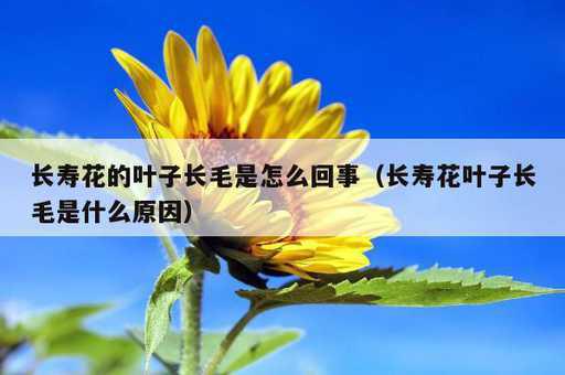 长寿花的叶子长毛是怎么回事？长寿花叶子长毛是什么原因_https://www.86362.com_资讯_第1张