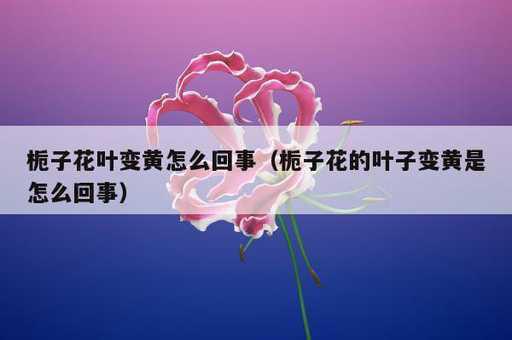 栀子花叶变黄怎么回事？栀子花的叶子变黄是怎么回事_https://www.86362.com_资讯_第1张