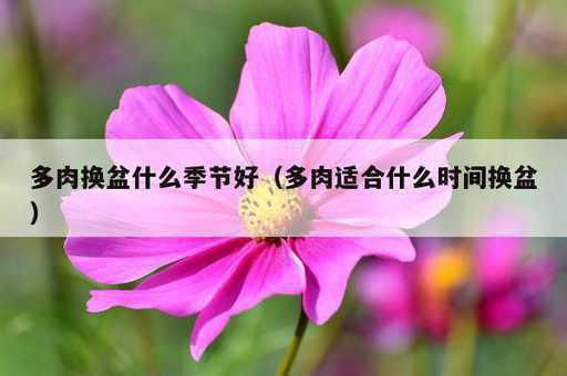 多肉换盆什么季节好？多肉适合什么时间换盆_https://www.86362.com_资讯_第1张