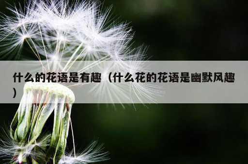 什么的花语是有趣？什么花的花语是幽默风趣_https://www.86362.com_资讯_第1张