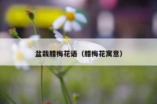 盆栽腊梅花语？腊梅花寓意