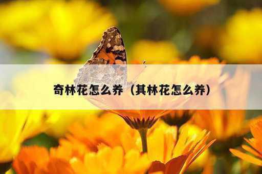 奇林花怎么养？其林花怎么养