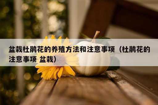 盆栽杜鹃花的养殖方法和注意事项？杜鹃花的注意事项 盆栽