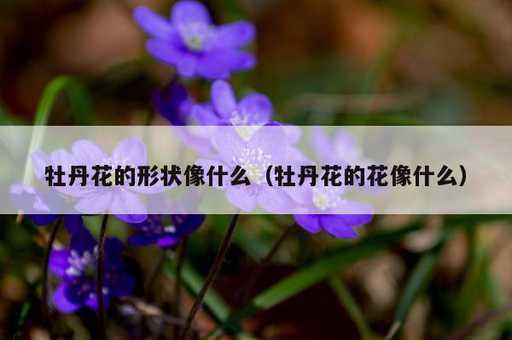 牡丹花的形状像什么？牡丹花的花像什么