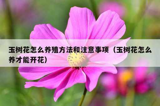 玉树花怎么养殖方法和注意事项？玉树花怎么养才能开花_https://www.86362.com_资讯_第1张