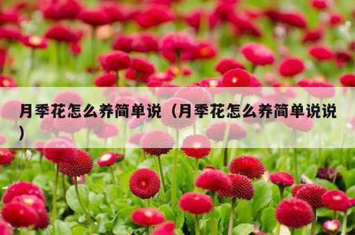 月季花怎么养简单说？月季花怎么养简单说说