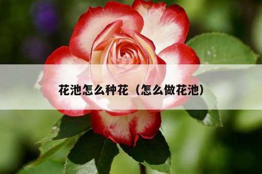 花池怎么种花？怎么做花池_https://www.86362.com_资讯_第1张