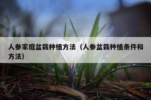 人参家庭盆栽种植方法？人参盆栽种植条件和方法