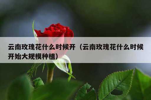 云南玫瑰花什么时候开？云南玫瑰花什么时候开始大规模种植_https://www.86362.com_资讯_第1张