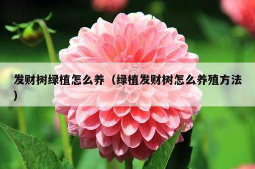 发财树绿植怎么养？绿植发财树怎么养殖方法