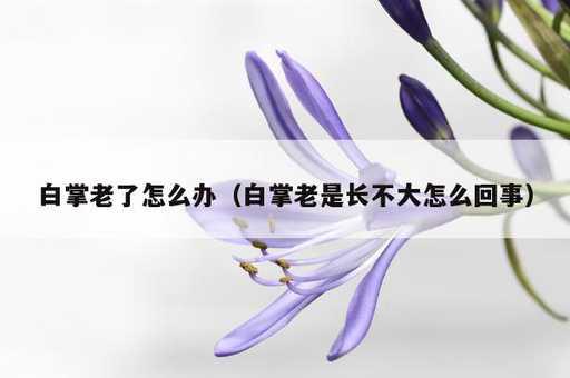 白掌老了怎么办？白掌老是长不大怎么回事_https://www.86362.com_资讯_第1张