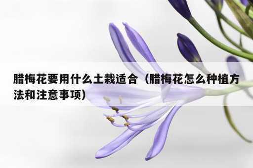 腊梅花要用什么土栽适合？腊梅花怎么种植方法和注意事项_https://www.86362.com_资讯_第1张