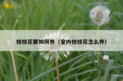 枝枝花要如何养？室内枝枝花怎么养_https://www.86362.com_资讯_第1张