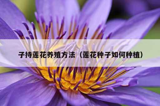 子持莲花养殖方法？莲花种子如何种植_https://www.86362.com_资讯_第1张