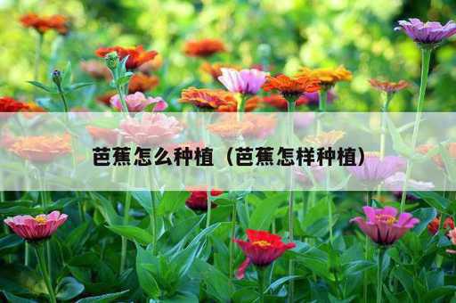 芭蕉怎么种植？芭蕉怎样种植