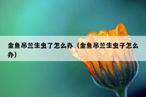 金鱼吊兰生虫了怎么办？金鱼吊兰生虫子怎么办_https://www.86362.com_资讯_第1张