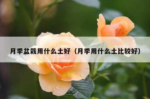 月季盆栽用什么土好？月季用什么土比较好_https://www.86362.com_资讯_第1张