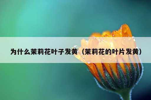 为什么茉莉花叶子发黄？茉莉花的叶片发黄_https://www.86362.com_资讯_第1张